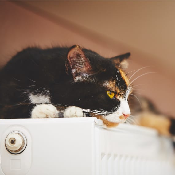 central heating installation keeps your cat cosy