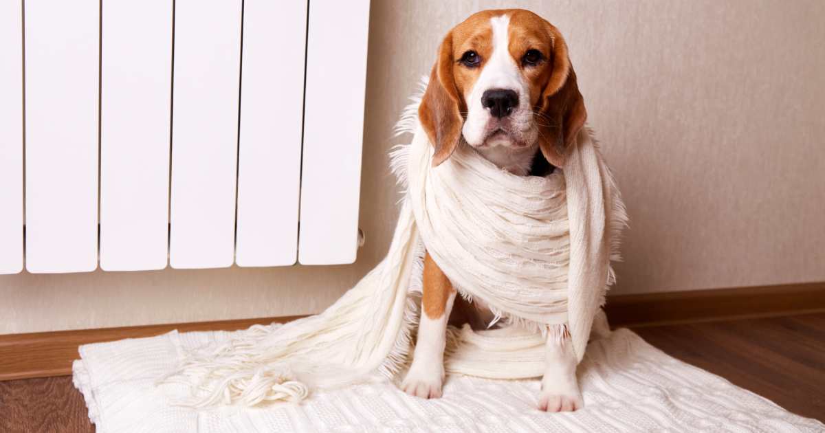 A beagle dog is sitting on the floor by a warm radiator | Central Heating System